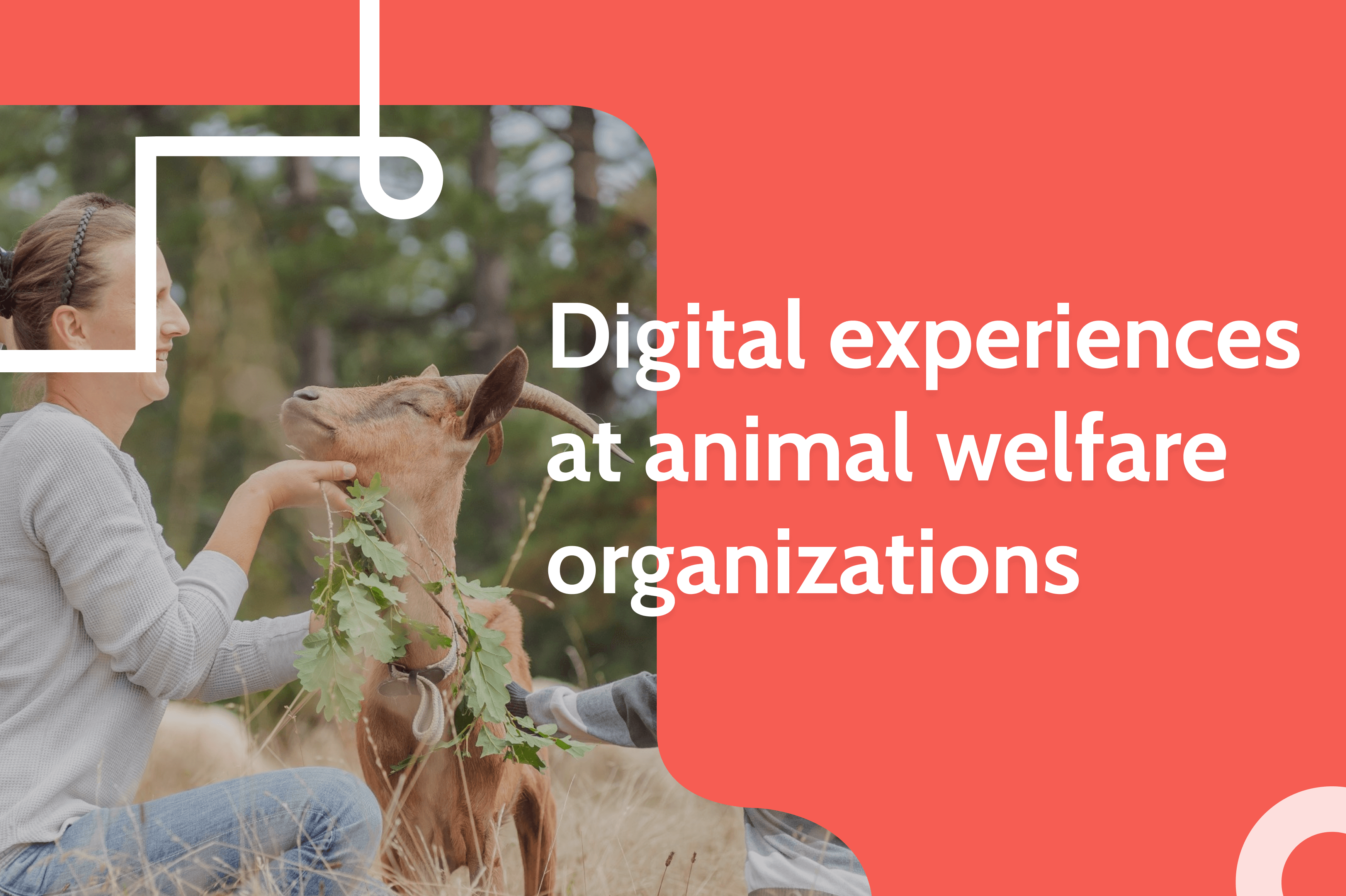 Digital experiences at animal welfare organizations