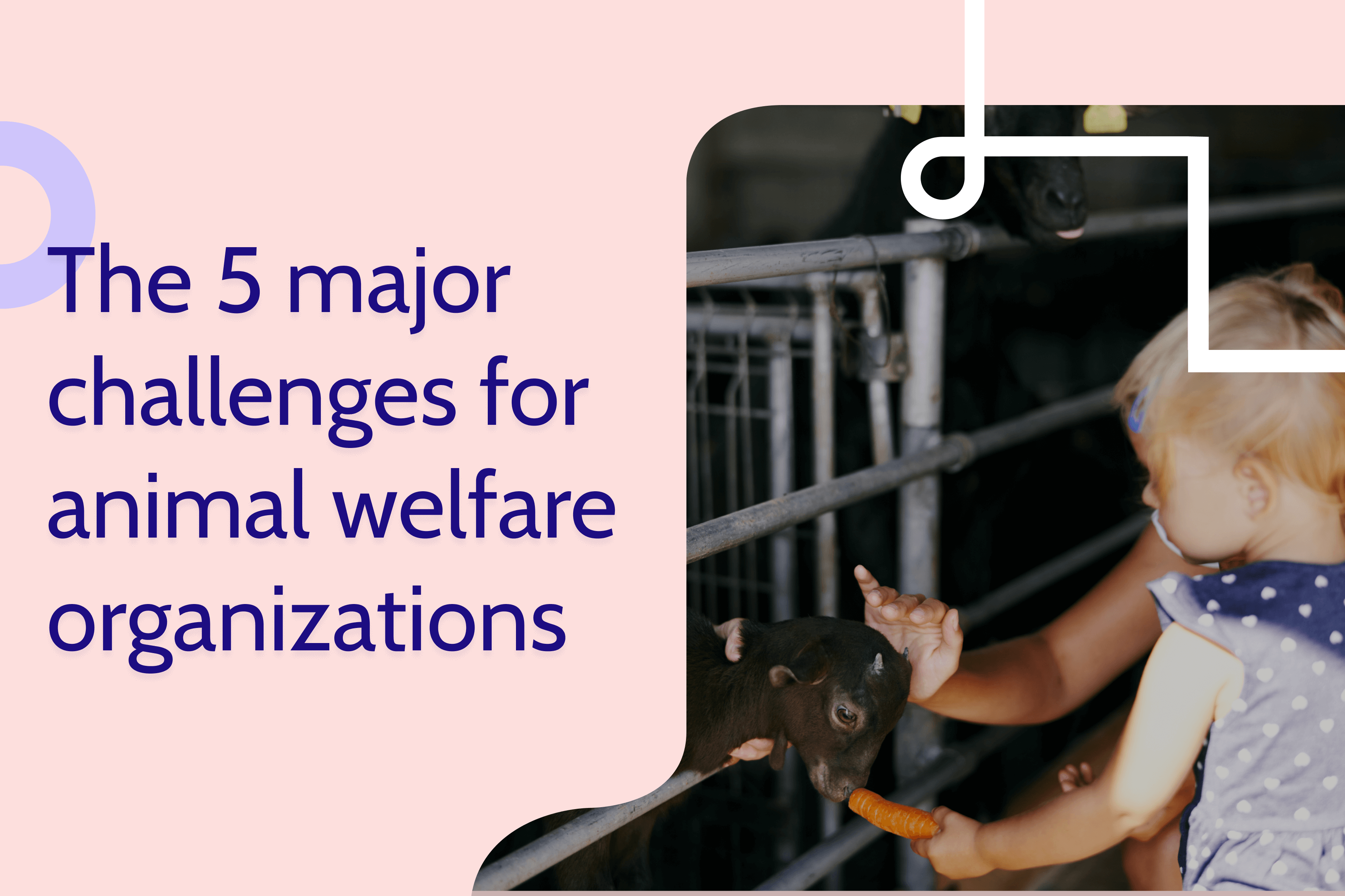 The 5 major challenges for animal welfare organizations